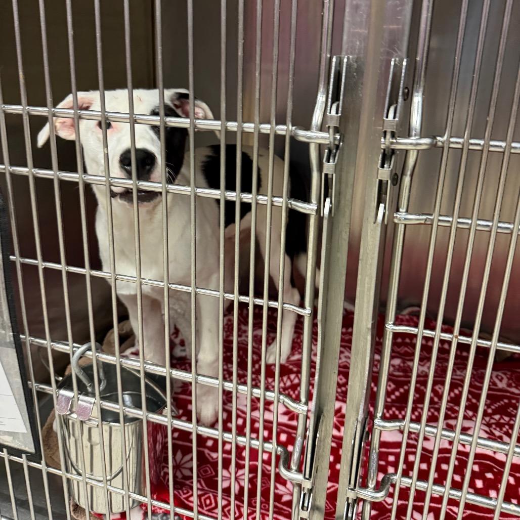 Enlarge Tommy, a Adoptable mixed breed in St. Charles, MO image 2/6