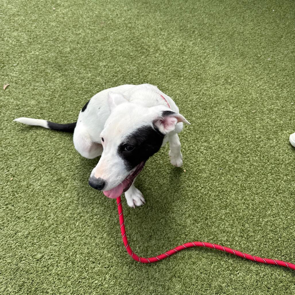 Enlarge Tommy, a Adoptable mixed breed in St. Charles, MO image 3/6