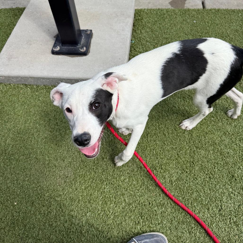 Enlarge Tommy, a Adoptable mixed breed in St. Charles, MO image 4/6