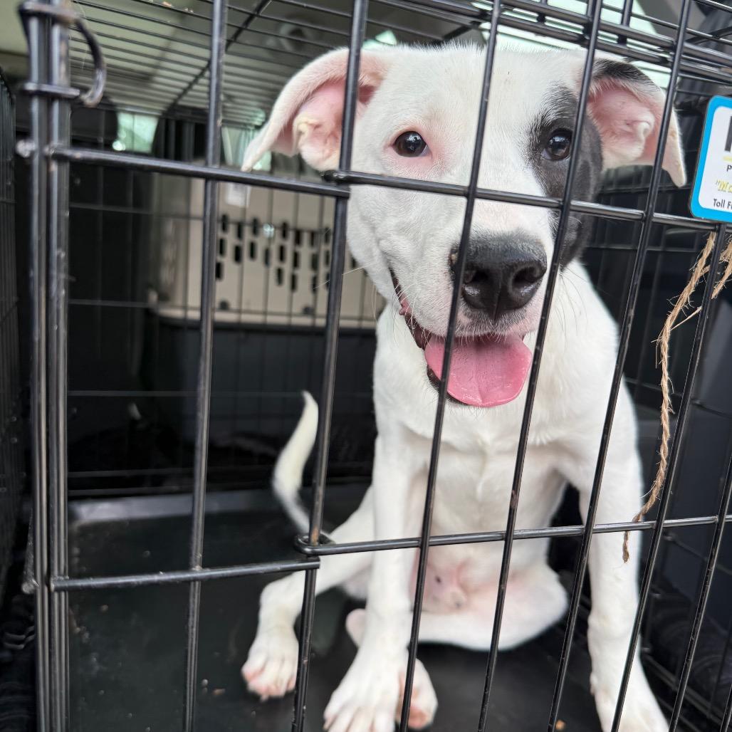 Enlarge Tommy, a Adoptable mixed breed in St. Charles, MO image 5/6