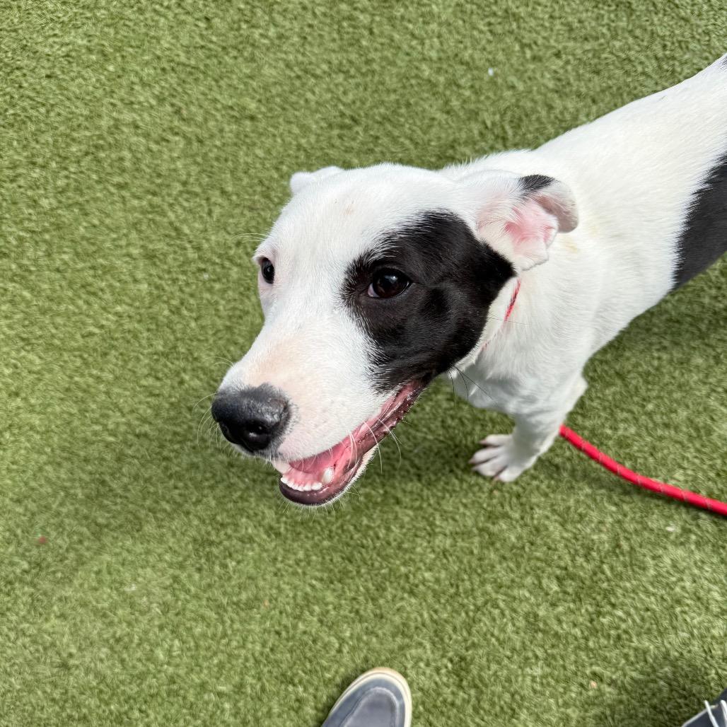 Enlarge Tommy, a Adoptable mixed breed in St. Charles, MO image 6/6