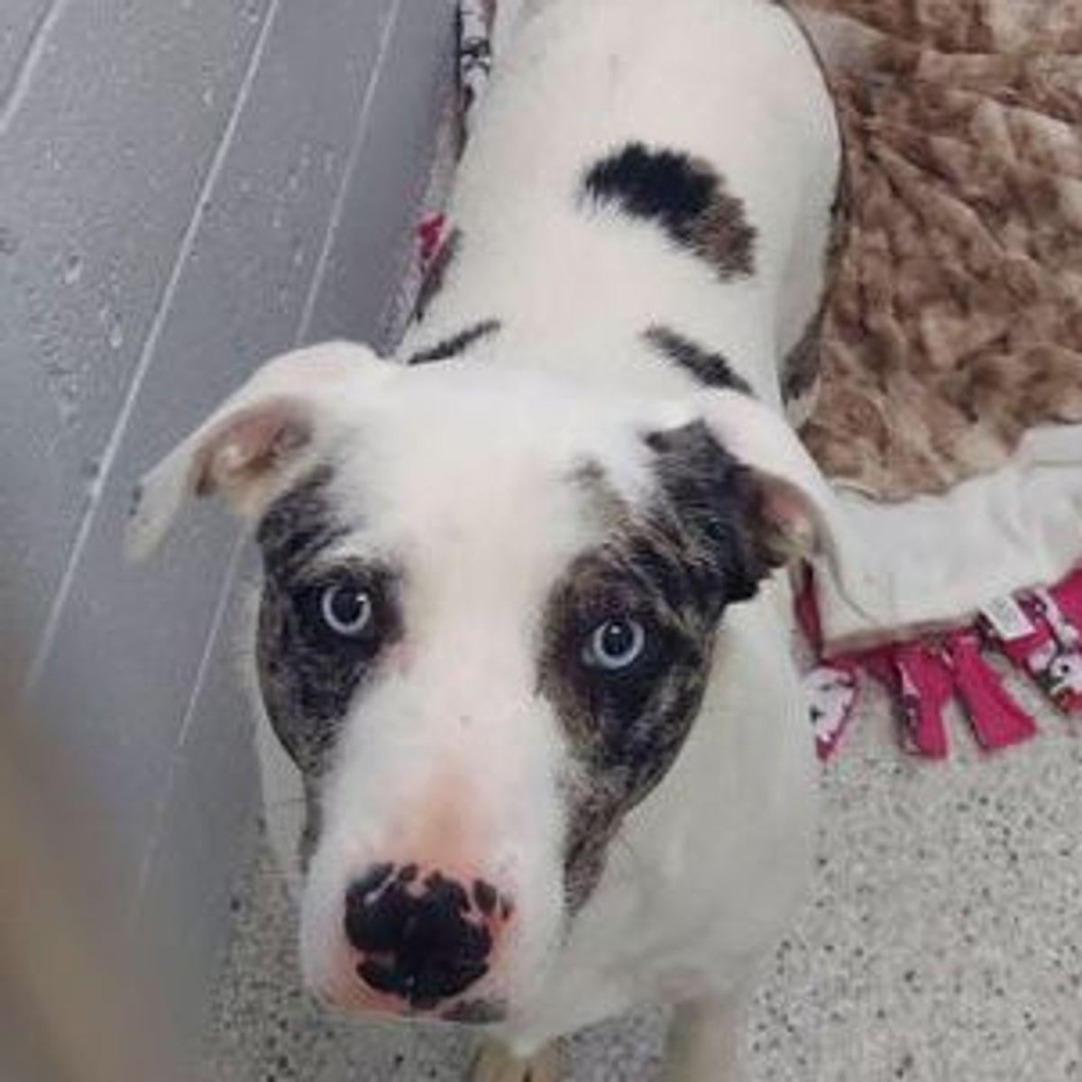 Enlarge Max, a Adoptable mixed breed in Lake Havasu City, AZ image 1/1