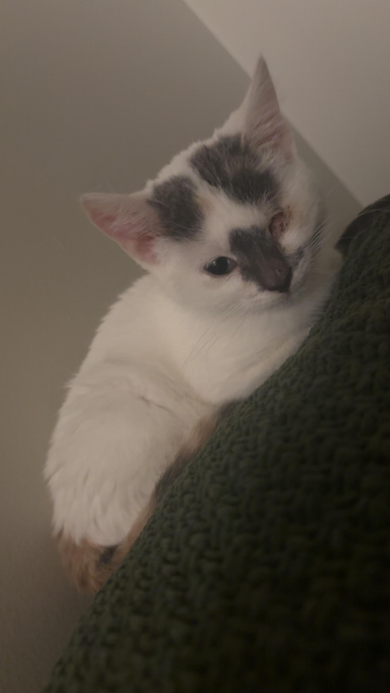 Enlarge Socket, a Adoption Pending Domestic Short Hair in Blue Springs, MO image 2/2
