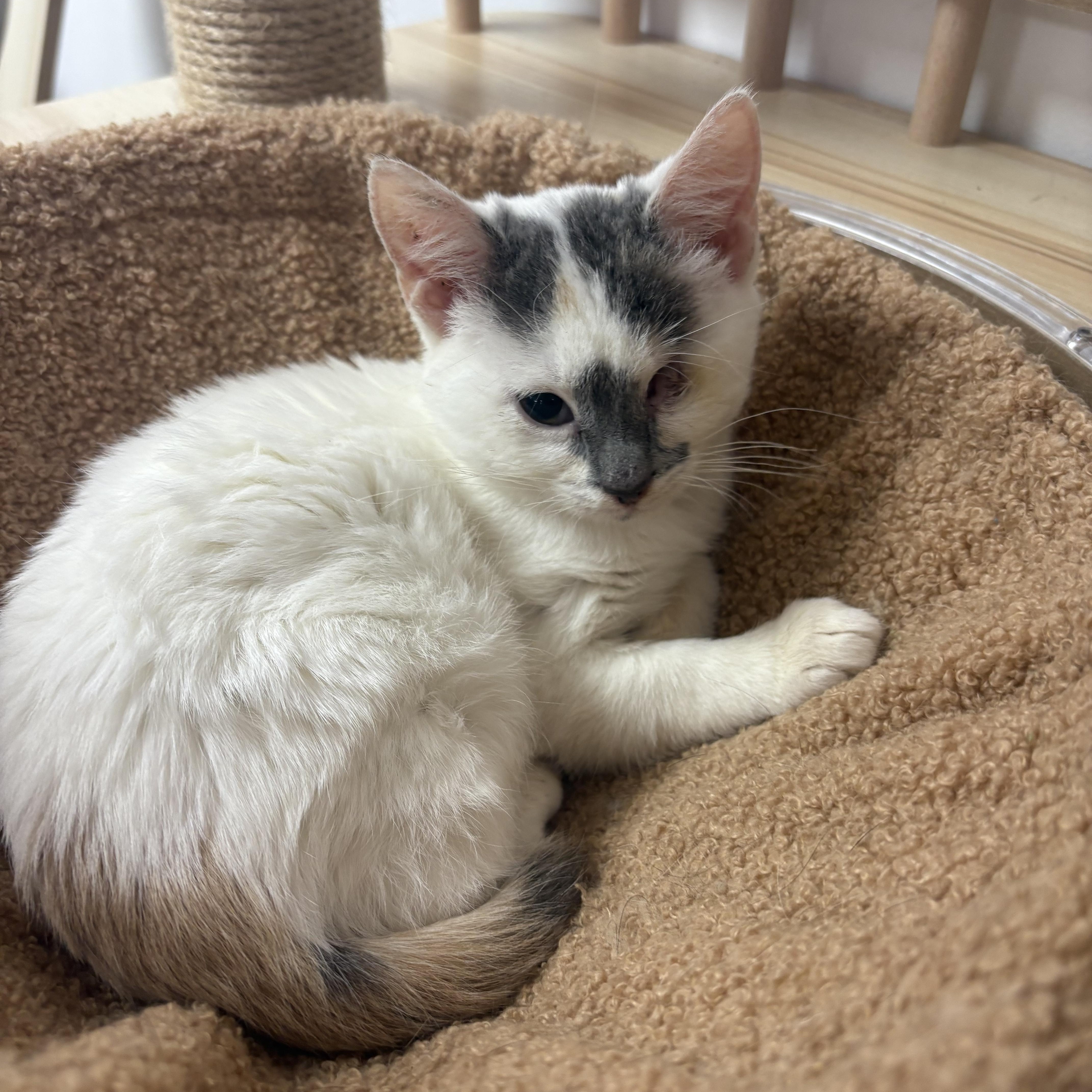 Enlarge Socket, a Adoption Pending Domestic Short Hair in Blue Springs, MO image 1/2