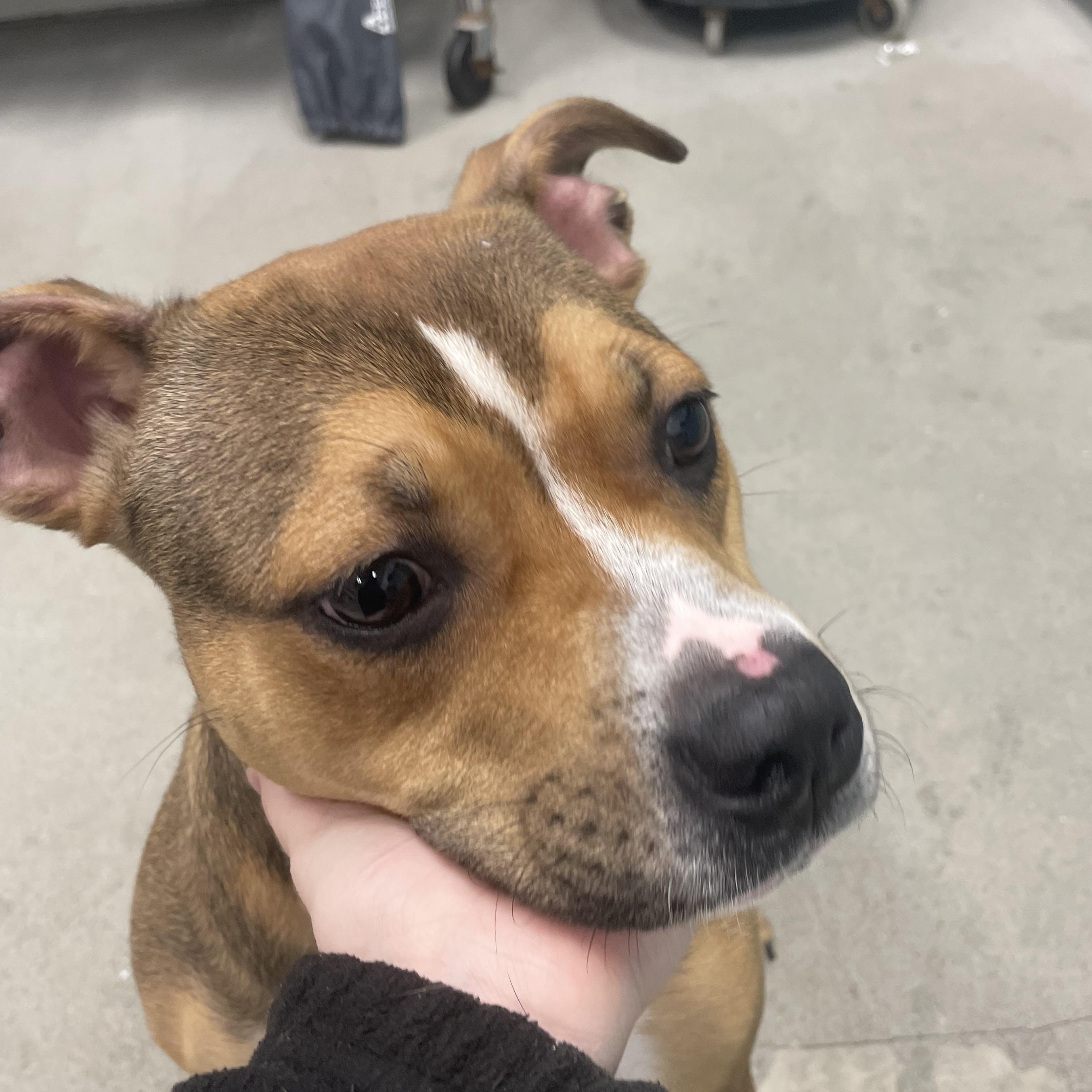 Enlarge Lucy, a Adopted Pit Bull Terrier in Urbana, IL image 3/4