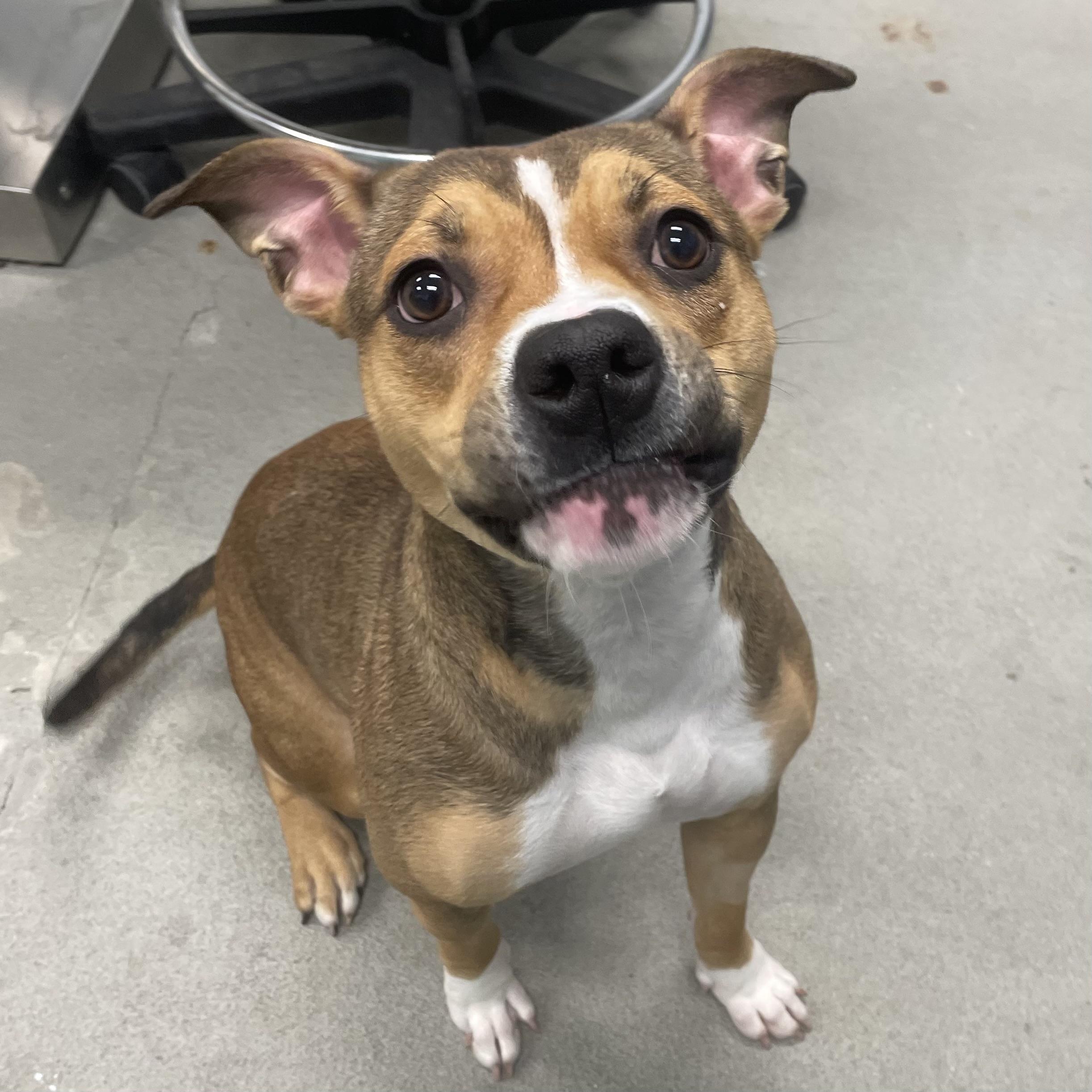 Enlarge Lucy, a Adopted Pit Bull Terrier in Urbana, IL image 2/4