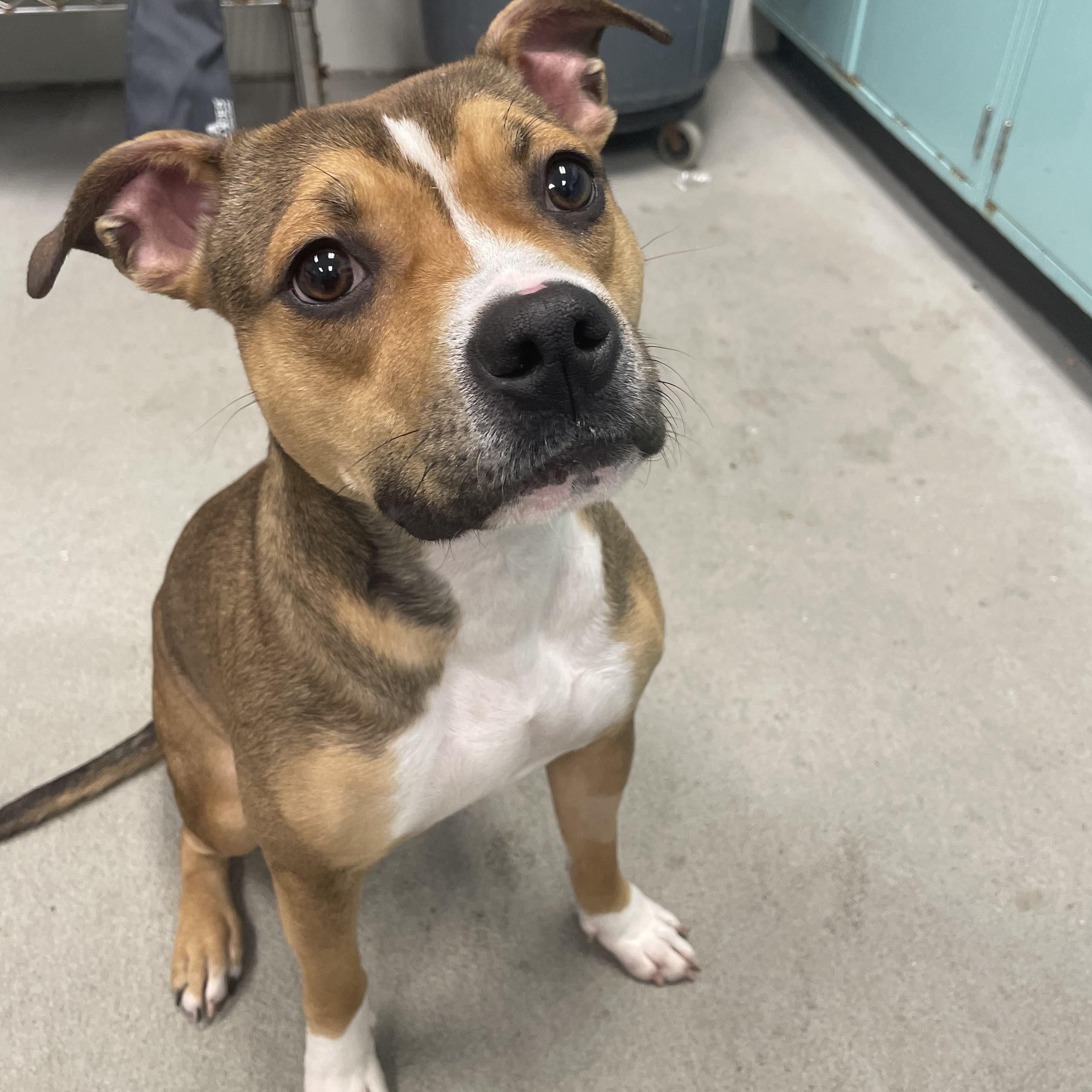 Lucy, Adopted, Young Female Pit Bull Terrier.