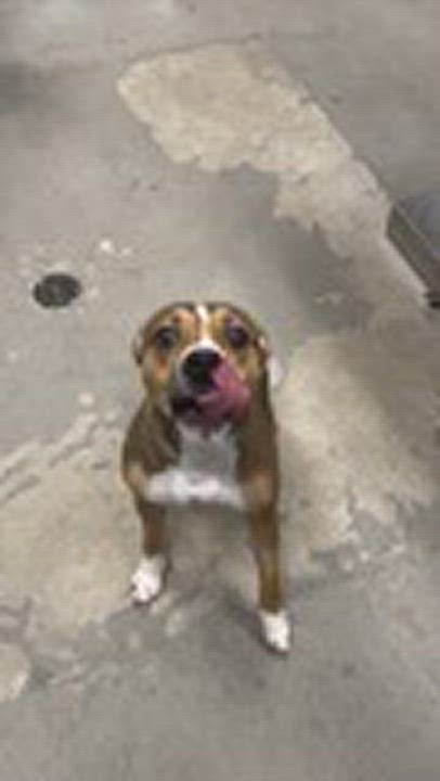 Enlarge Lucy, a Adopted Pit Bull Terrier in Urbana, IL video 4/4