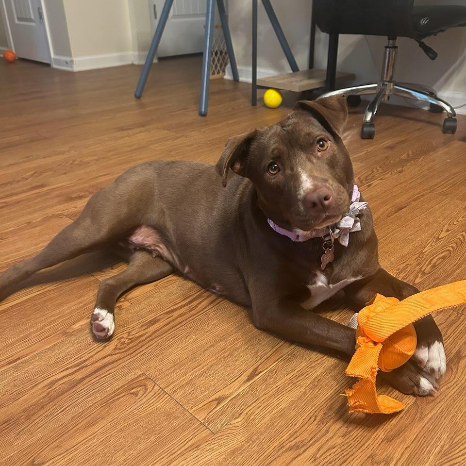 Nellie 7243 — thumbnail 2