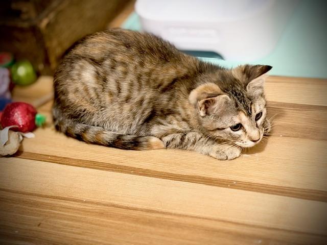 Francesca, Adoptable, Kitten Female Domestic Short Hair.