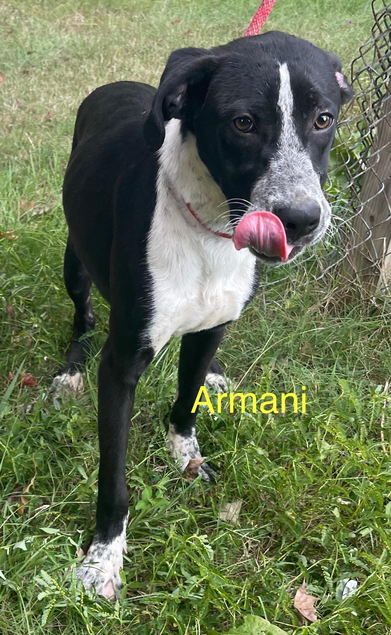 Enlarge Armani, a Adoptable Mixed Breed in Columbia, LA image 1/6