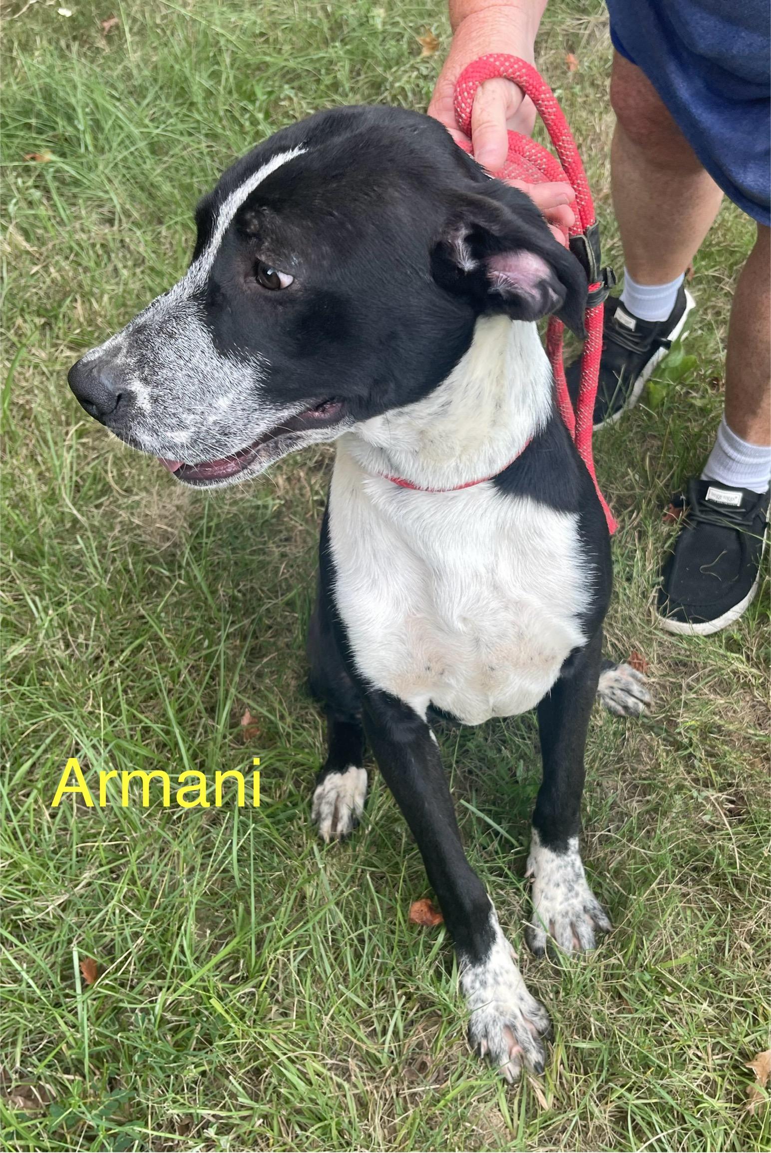 Enlarge Armani, a Adoptable Mixed Breed in Columbia, LA image 2/6