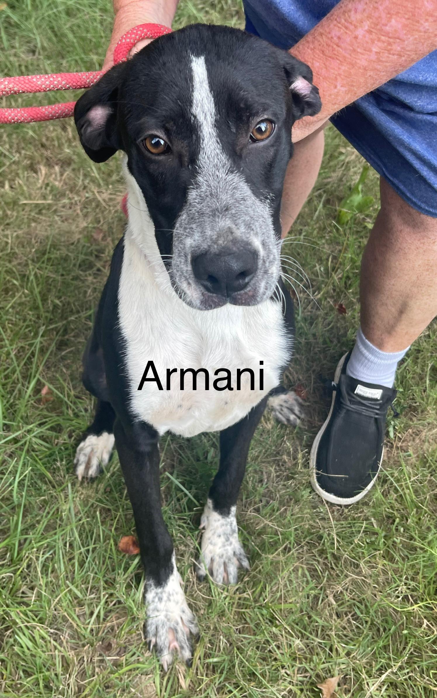 Enlarge Armani, a Adoptable Mixed Breed in Columbia, LA image 5/6