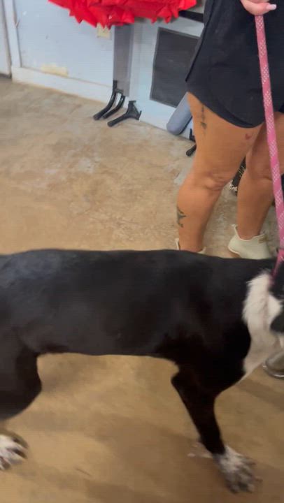 Enlarge Armani, a Adoptable Mixed Breed in Columbia, LA video 6/6