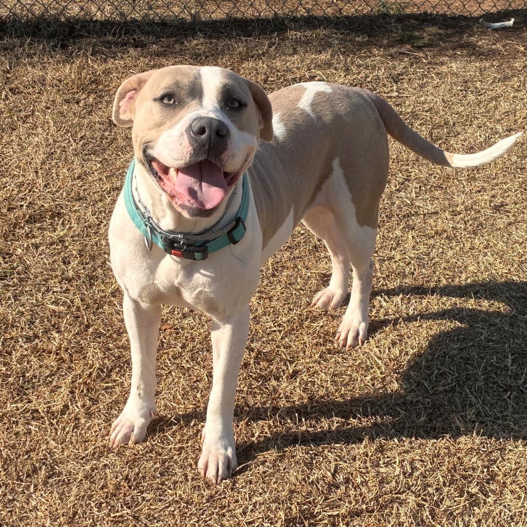 Bambi, Adoptable, Adult Female Pit Bull Terrier.
