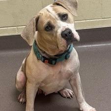 Enlarge Bambi, a Adoptable Pit Bull Terrier in Norman, OK image 2/2