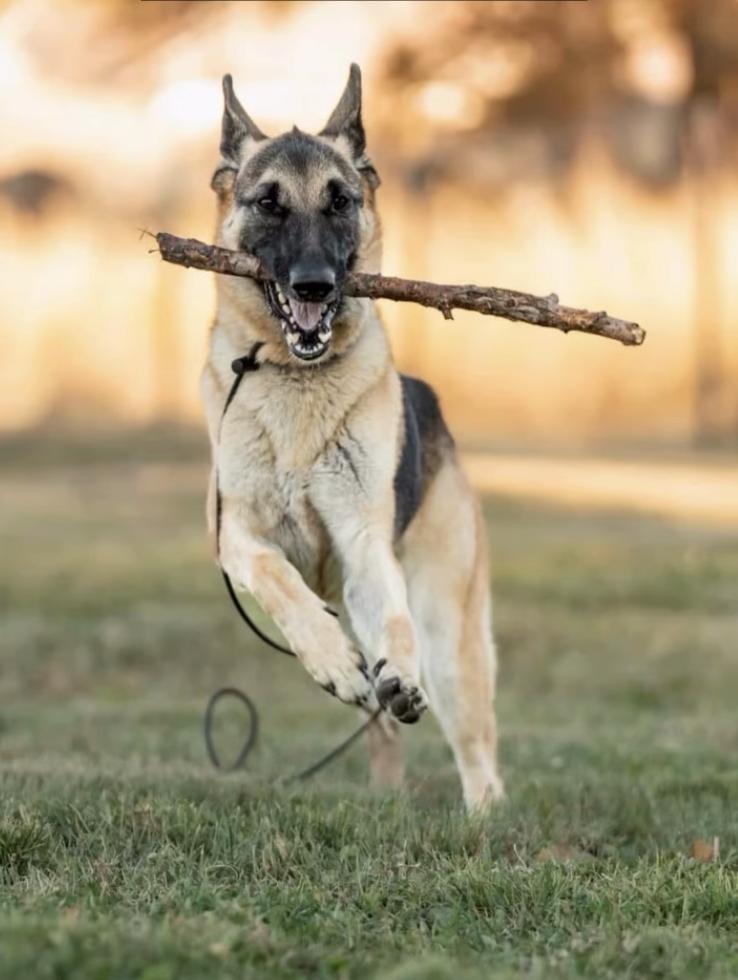 Enlarge Susy, a Adoptable German Shepherd Dog in Tehachapi, CA image 5/6