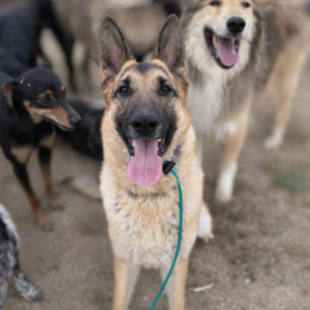 Enlarge Susy, a Adoptable German Shepherd Dog in Tehachapi, CA image 4/6