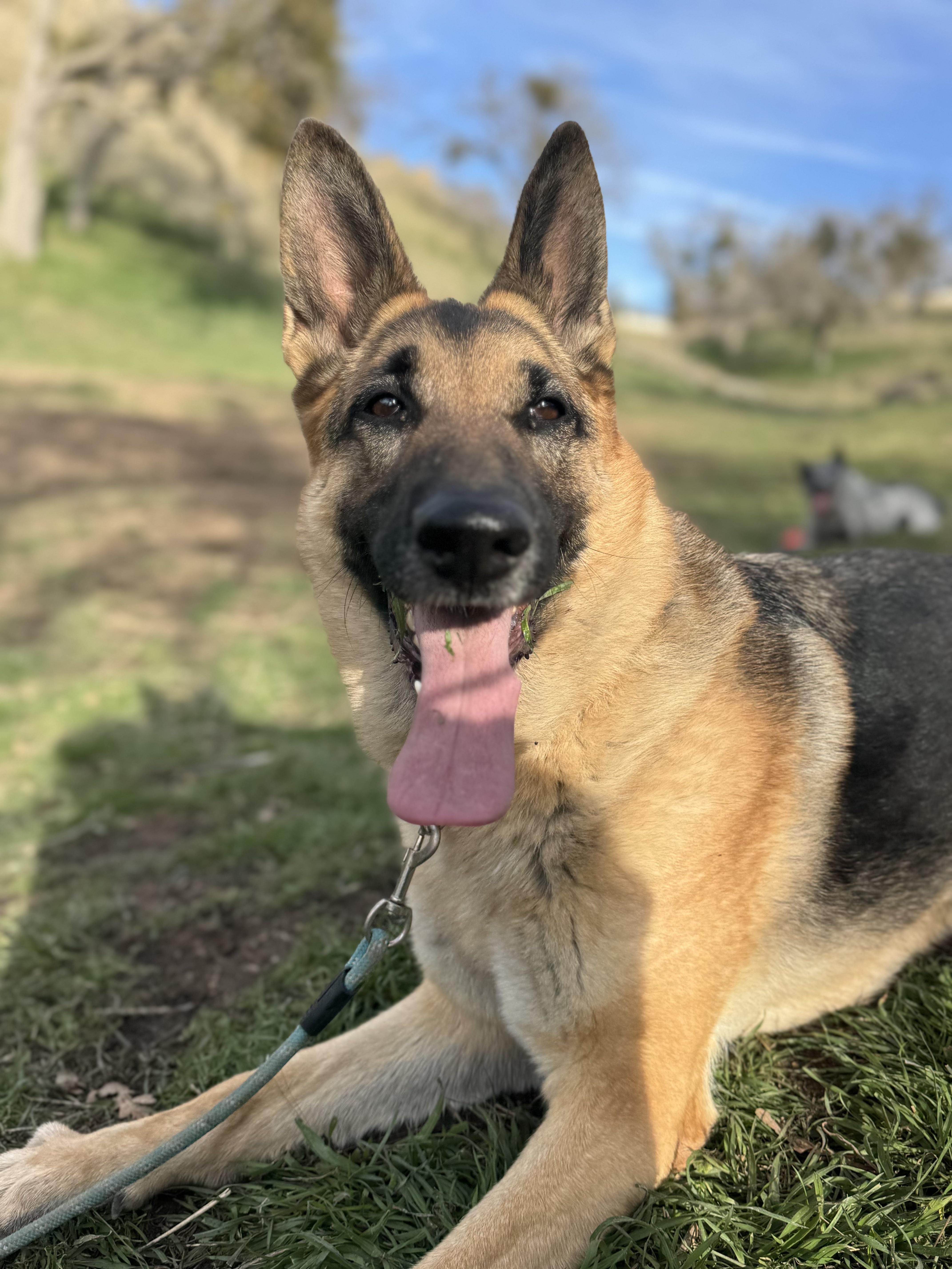 Enlarge Susy, a Adoptable German Shepherd Dog in Tehachapi, CA image 1/6