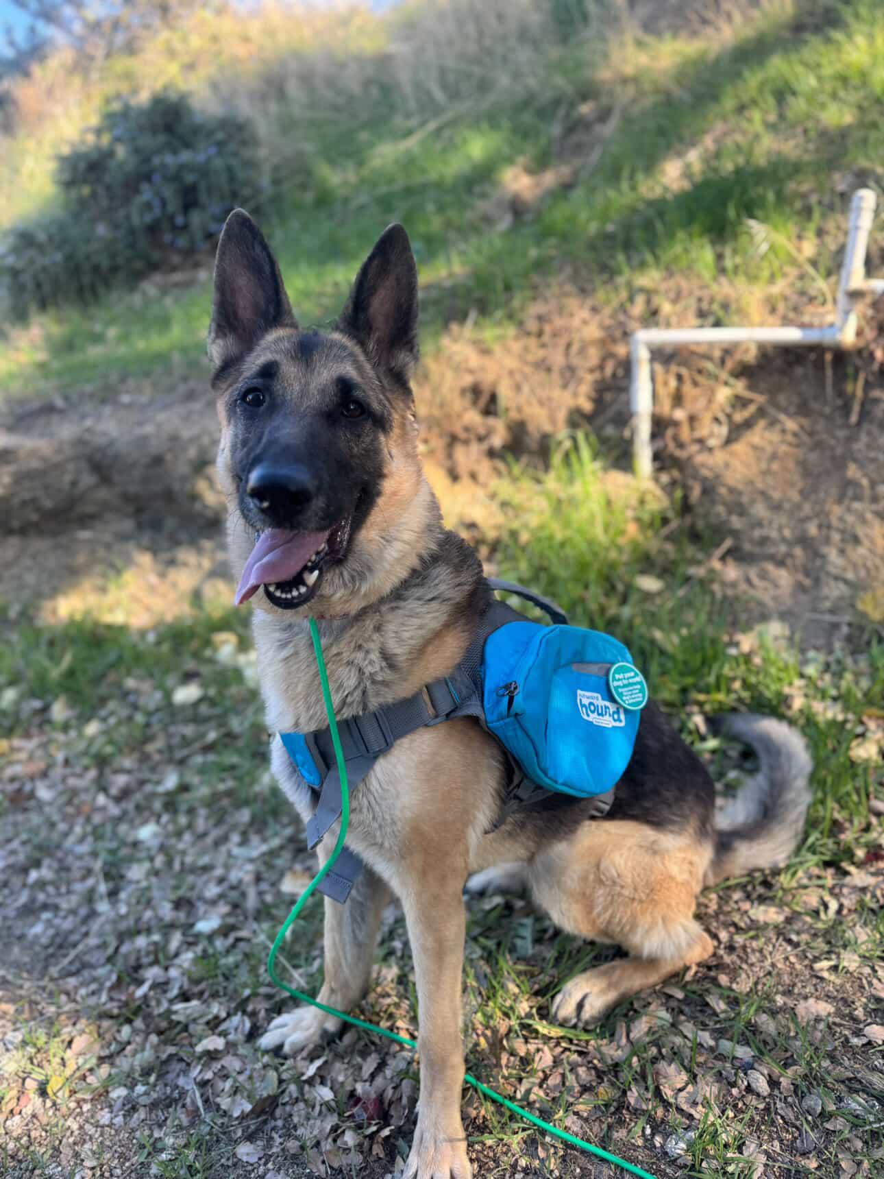 Enlarge Susy, a Adoptable German Shepherd Dog in Tehachapi, CA image 3/6