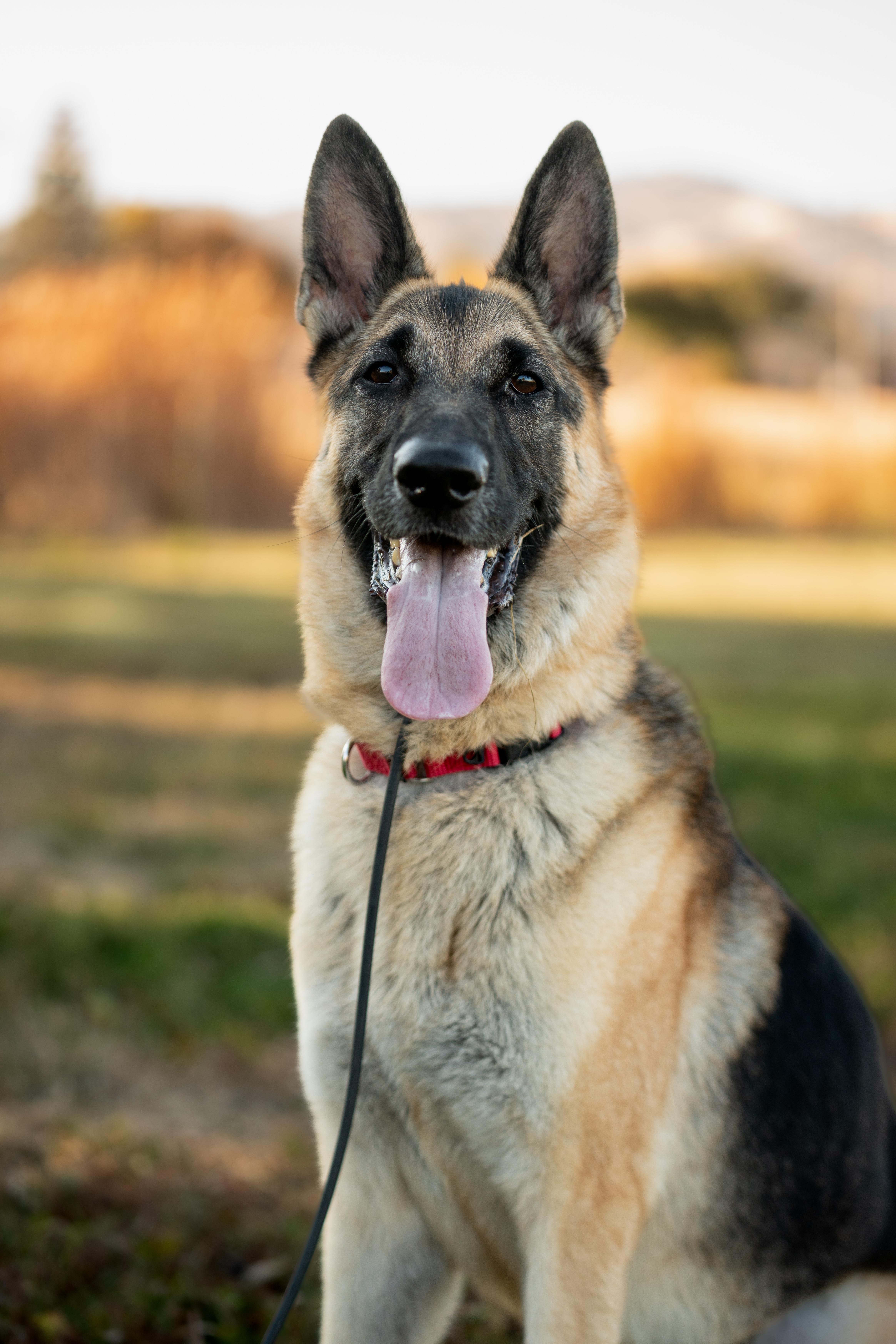 Susy, ADOPTABLE, Adult Female German Shepherd Dog.