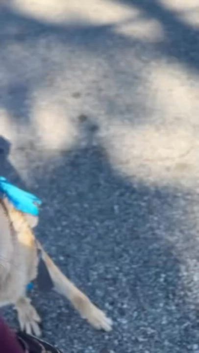 Enlarge Susy, a Adoptable German Shepherd Dog in Tehachapi, CA video 6/6