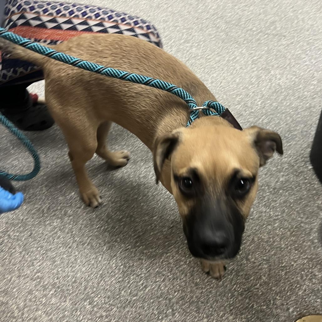 Chuey, Adoptable, Puppy Male Chihuahua & Pit Bull Terrier.