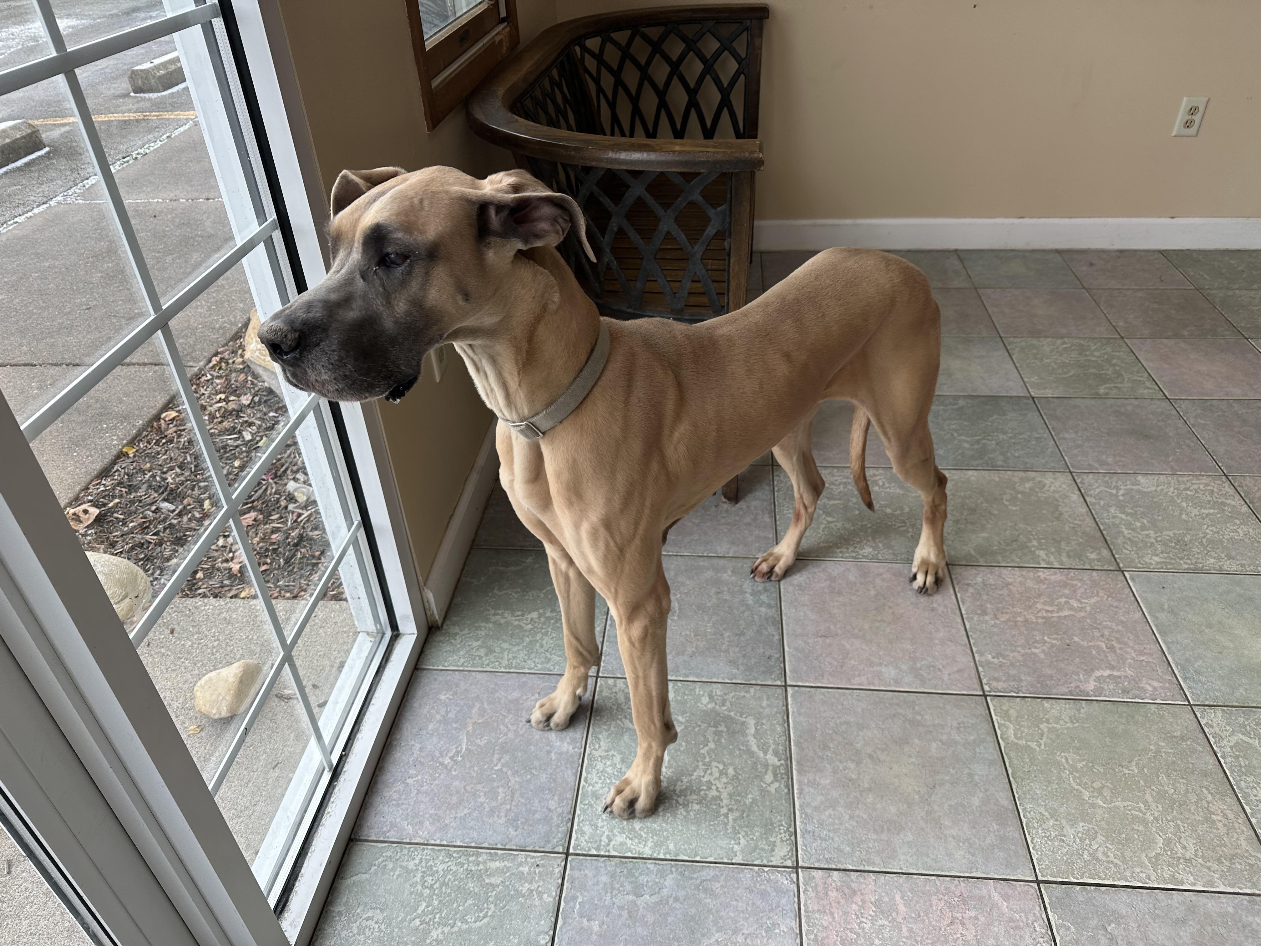 Enlarge YOUR ONE AND ONLY LOVE?, a Adoptable Great Dane in Northwood, OH image 3/5