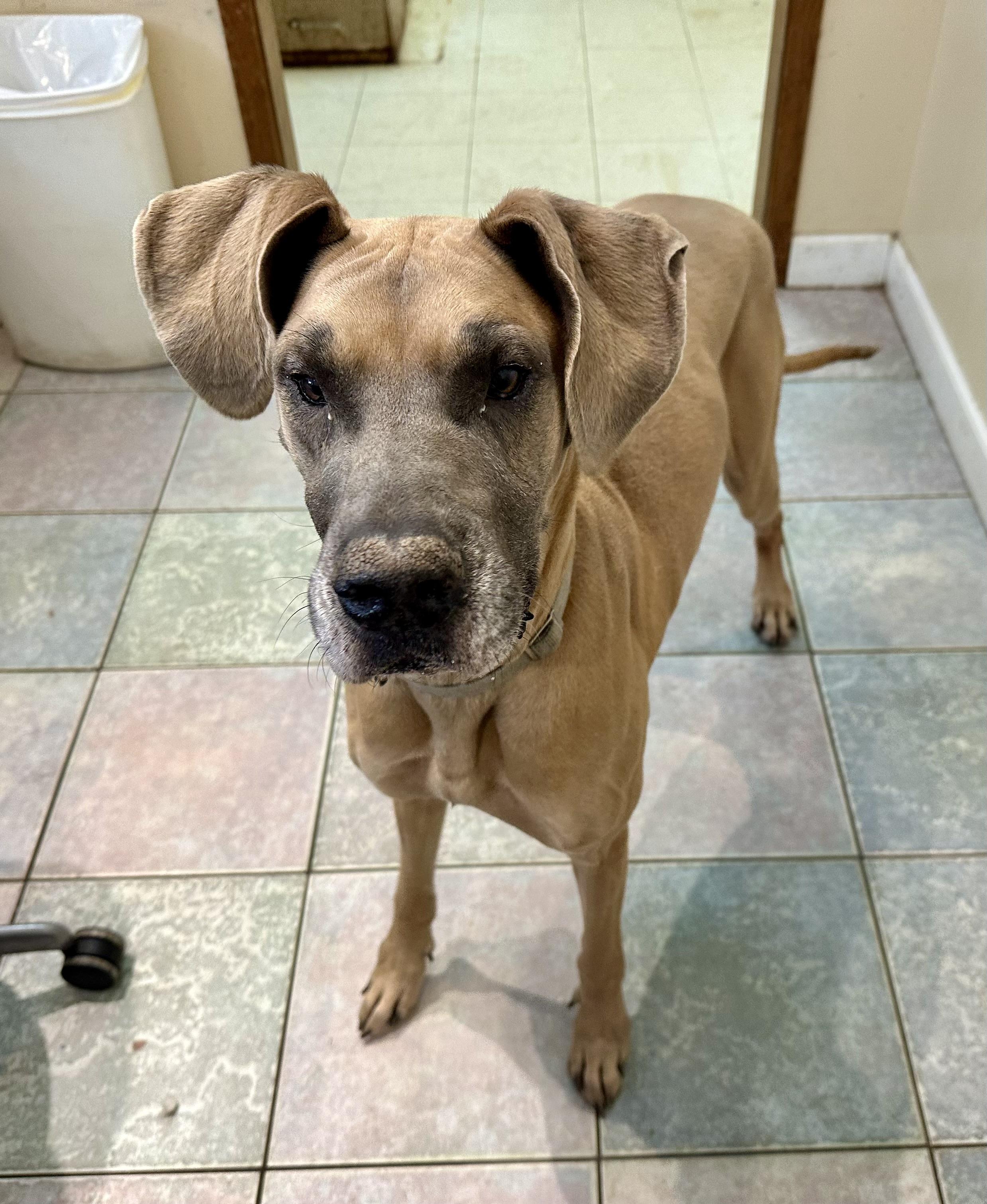 Enlarge YOUR ONE AND ONLY LOVE?, a Adoptable Great Dane in Northwood, OH image 4/5