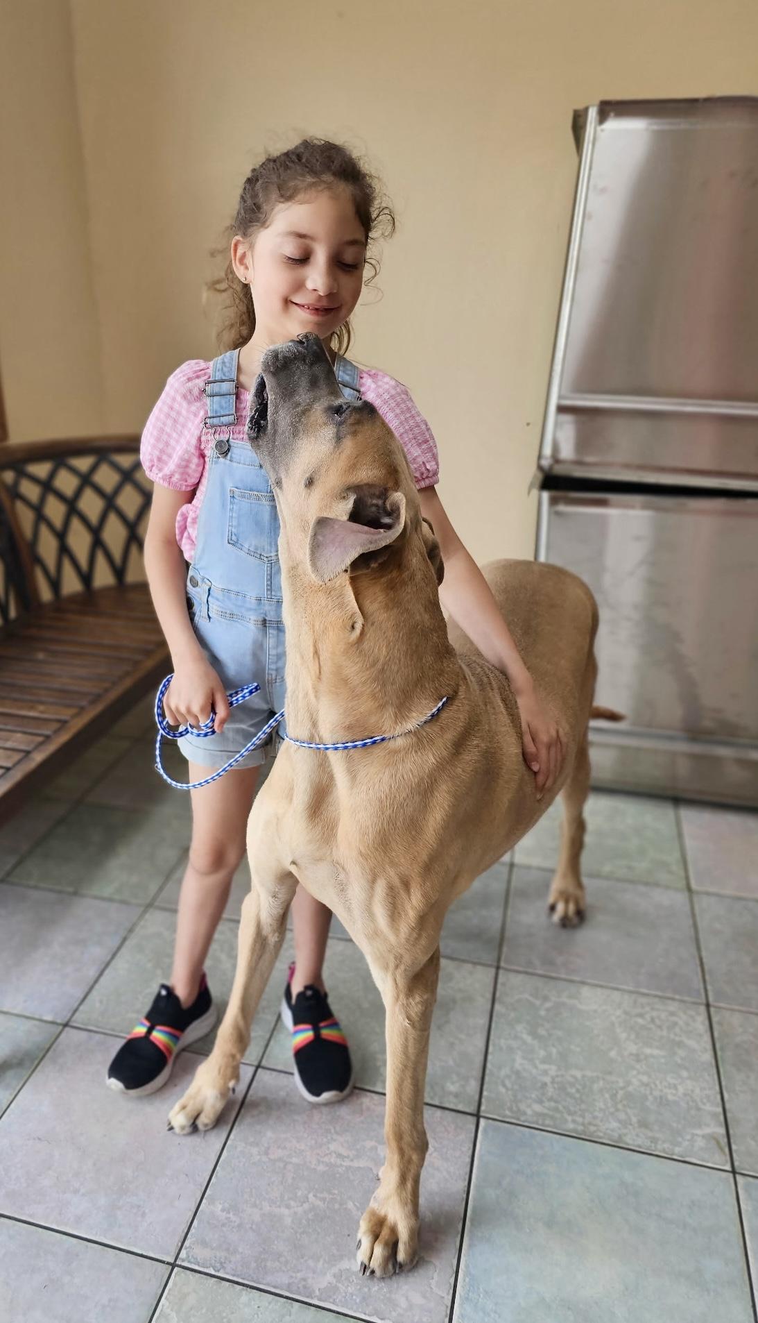 Enlarge YOUR ONE AND ONLY LOVE?, a Adoptable Great Dane in Northwood, OH image 2/5