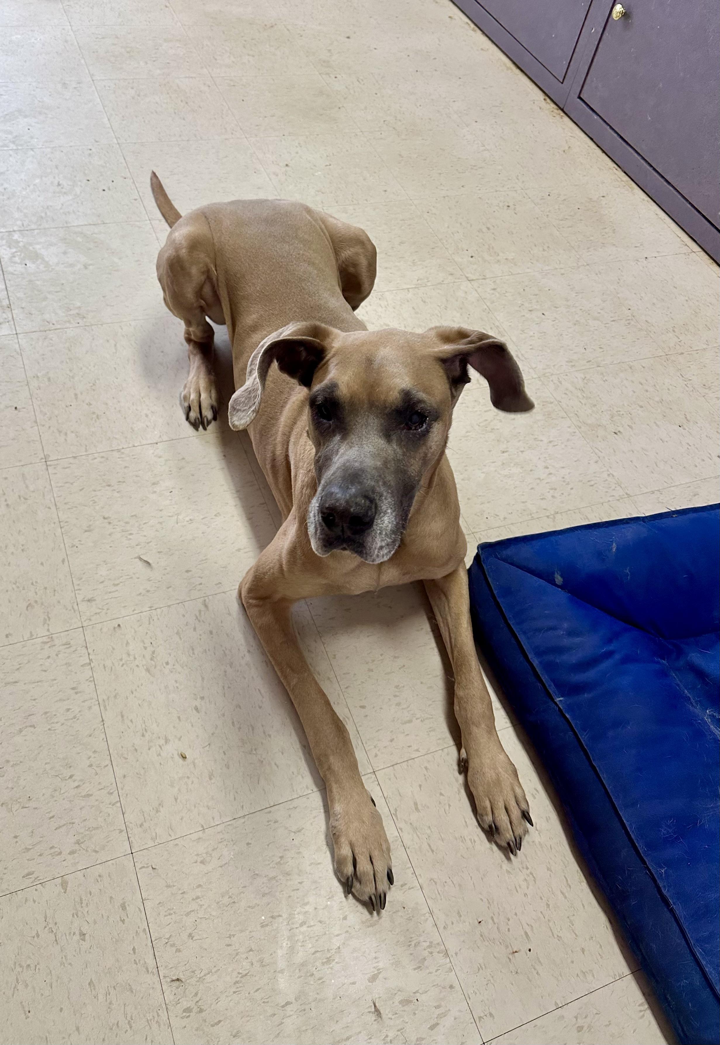 Enlarge YOUR ONE AND ONLY LOVE?, a Adoptable Great Dane in Northwood, OH image 5/5