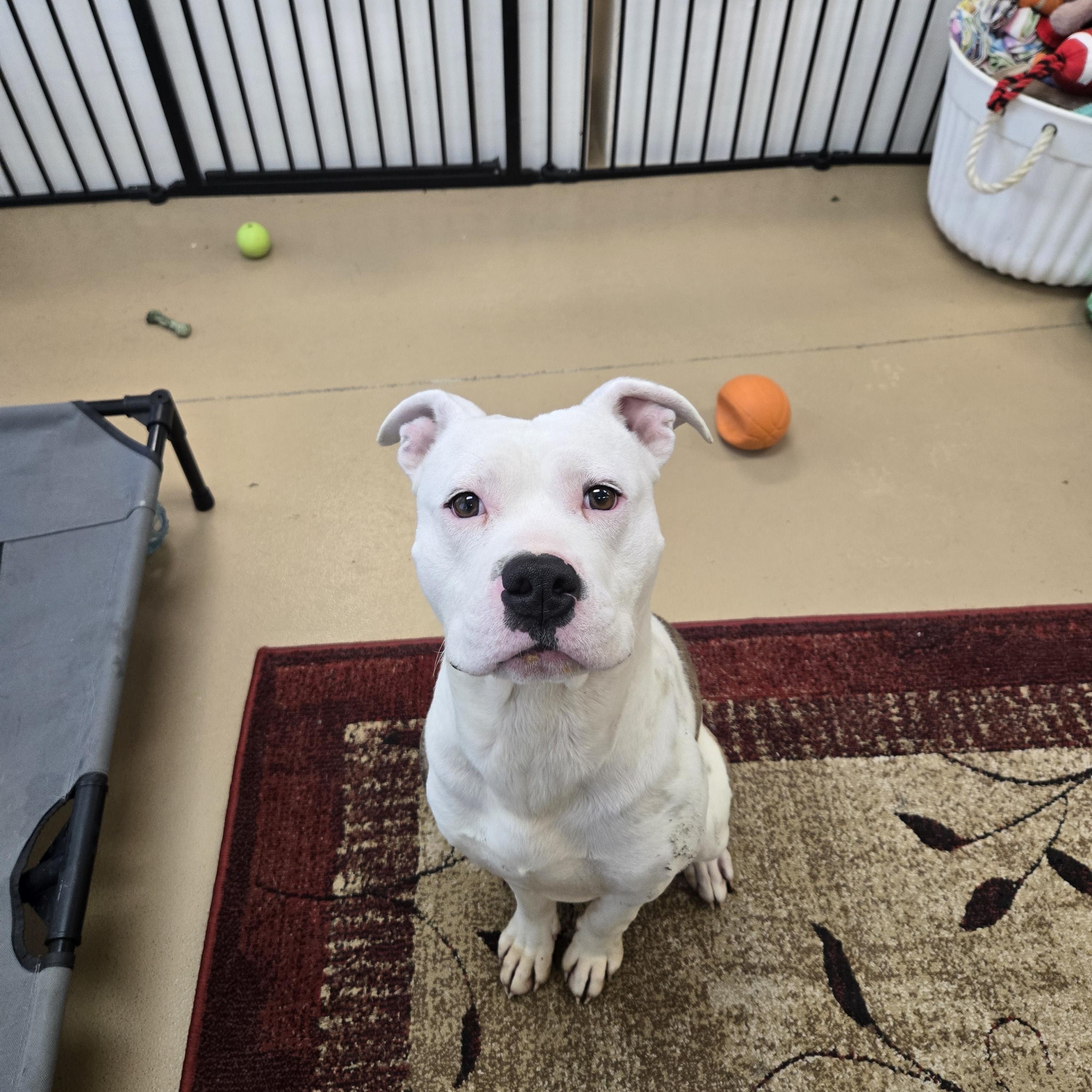 Pumpkin (Coming Soon...), ADOPTABLE, Young Male Boxer.