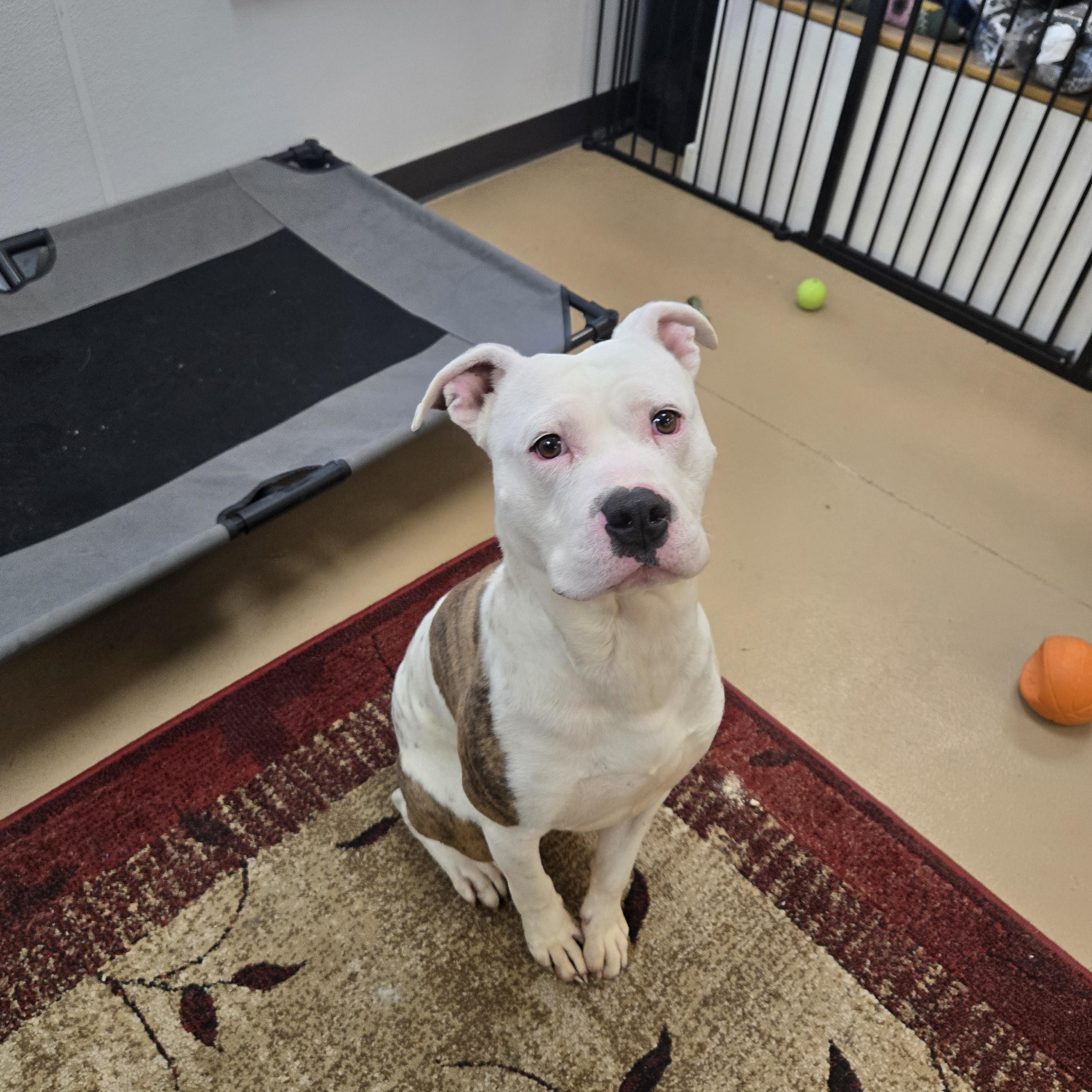 Enlarge Pumpkin (Coming Soon...), a ADOPTABLE Boxer in Xenia , OH image 3/6