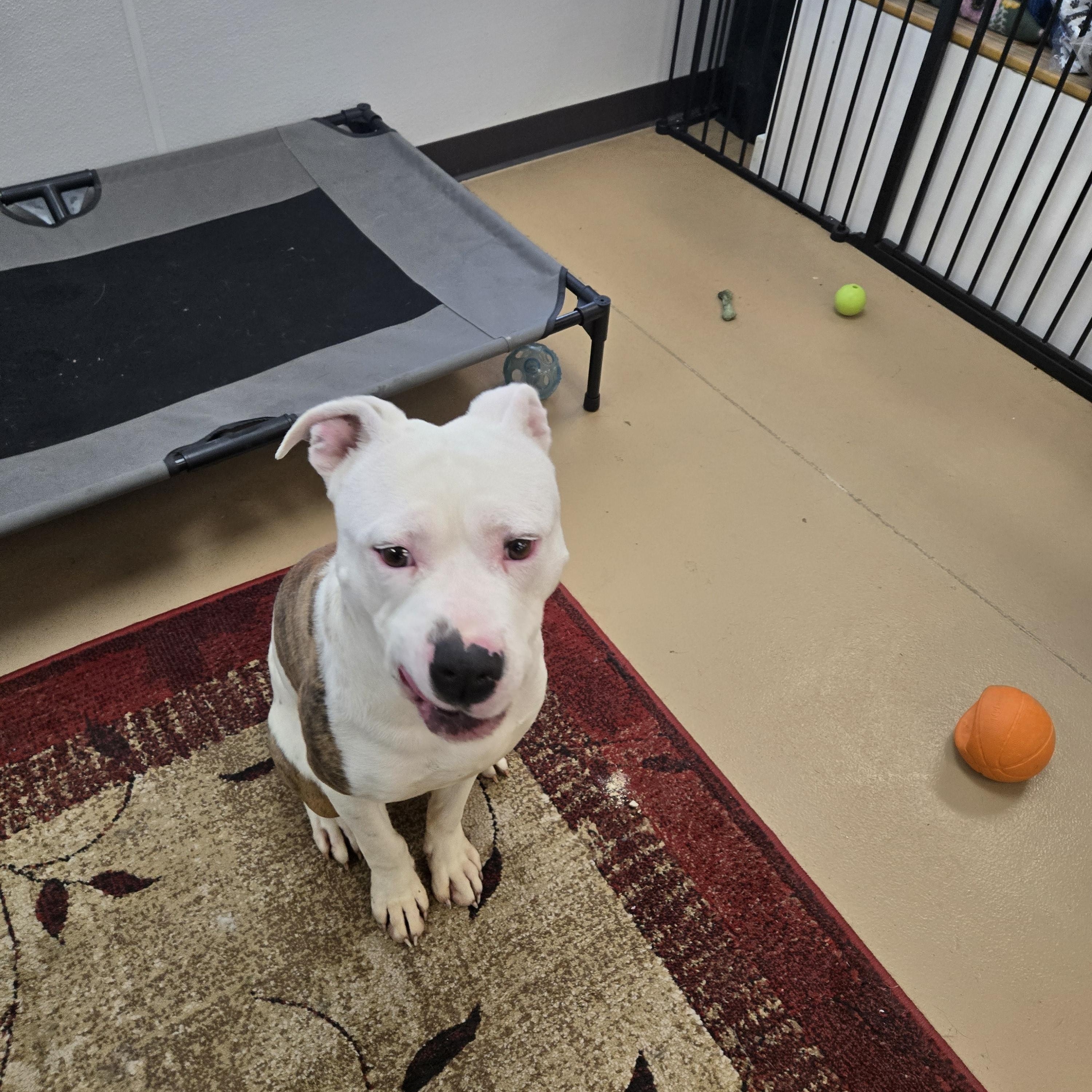 Enlarge Pumpkin (Coming Soon...), a ADOPTABLE Boxer in Xenia , OH image 4/6