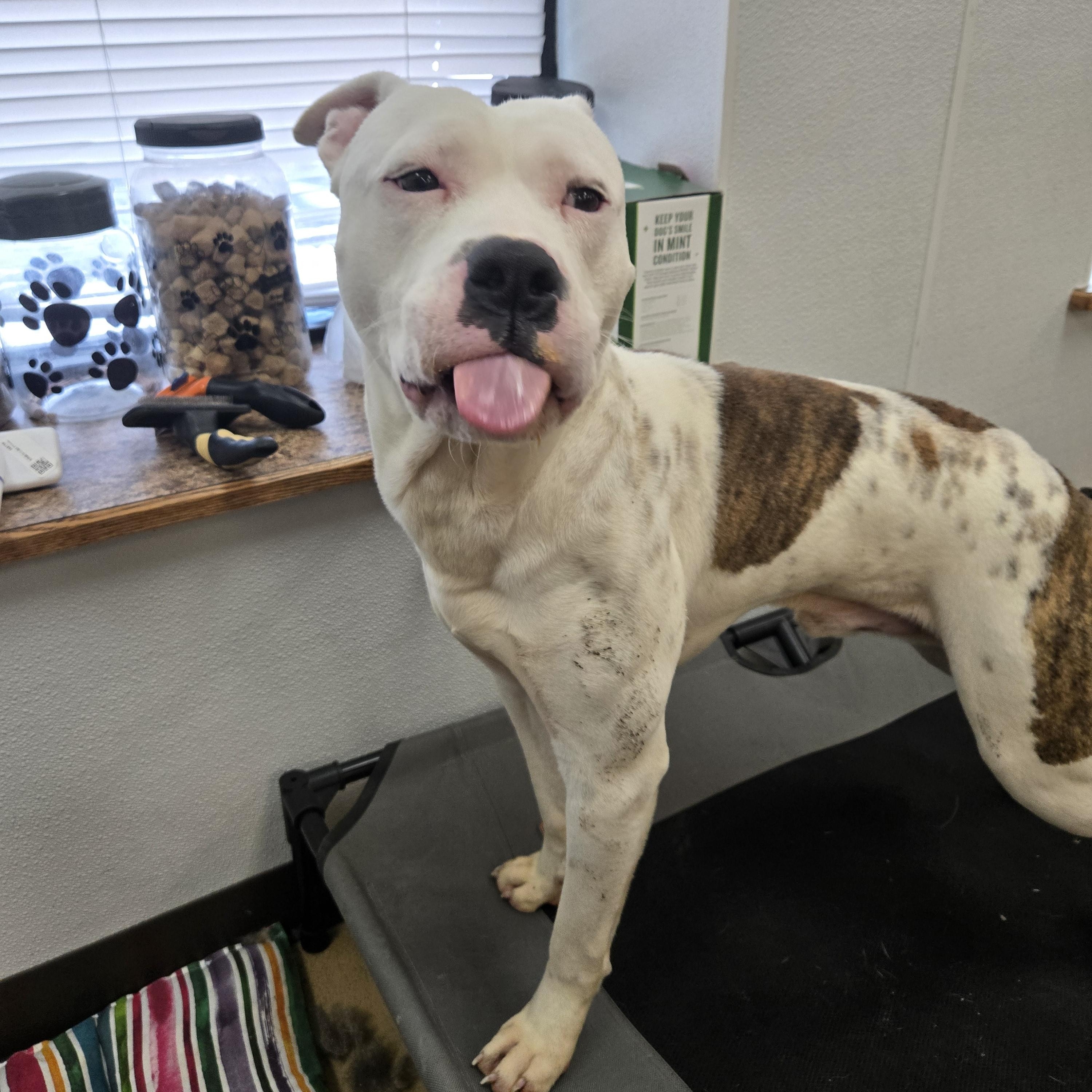 Enlarge Pumpkin (Coming Soon...), a ADOPTABLE Boxer in Xenia , OH image 5/6