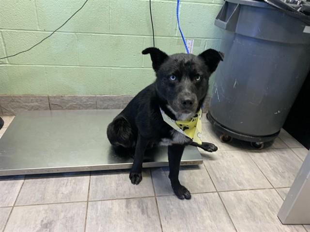 RONALD, Adoptable, Young Male Labrador Retriever & Siberian Husky.