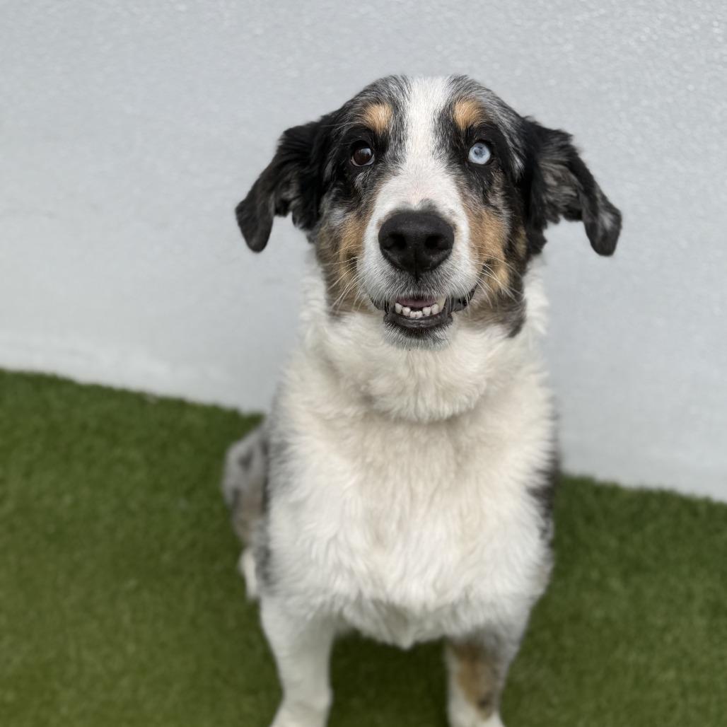 Cookie — thumbnail 2