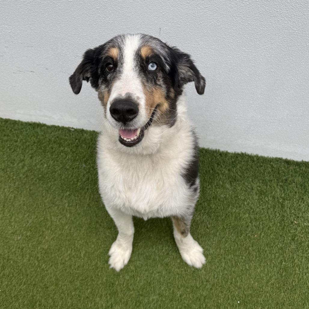 Cookie — thumbnail 3