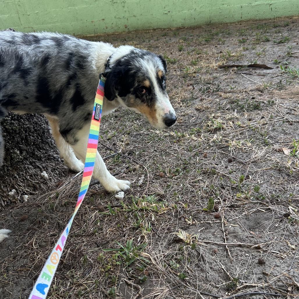 Cookie — thumbnail 4