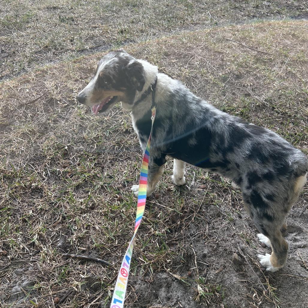 Cookie — thumbnail 5