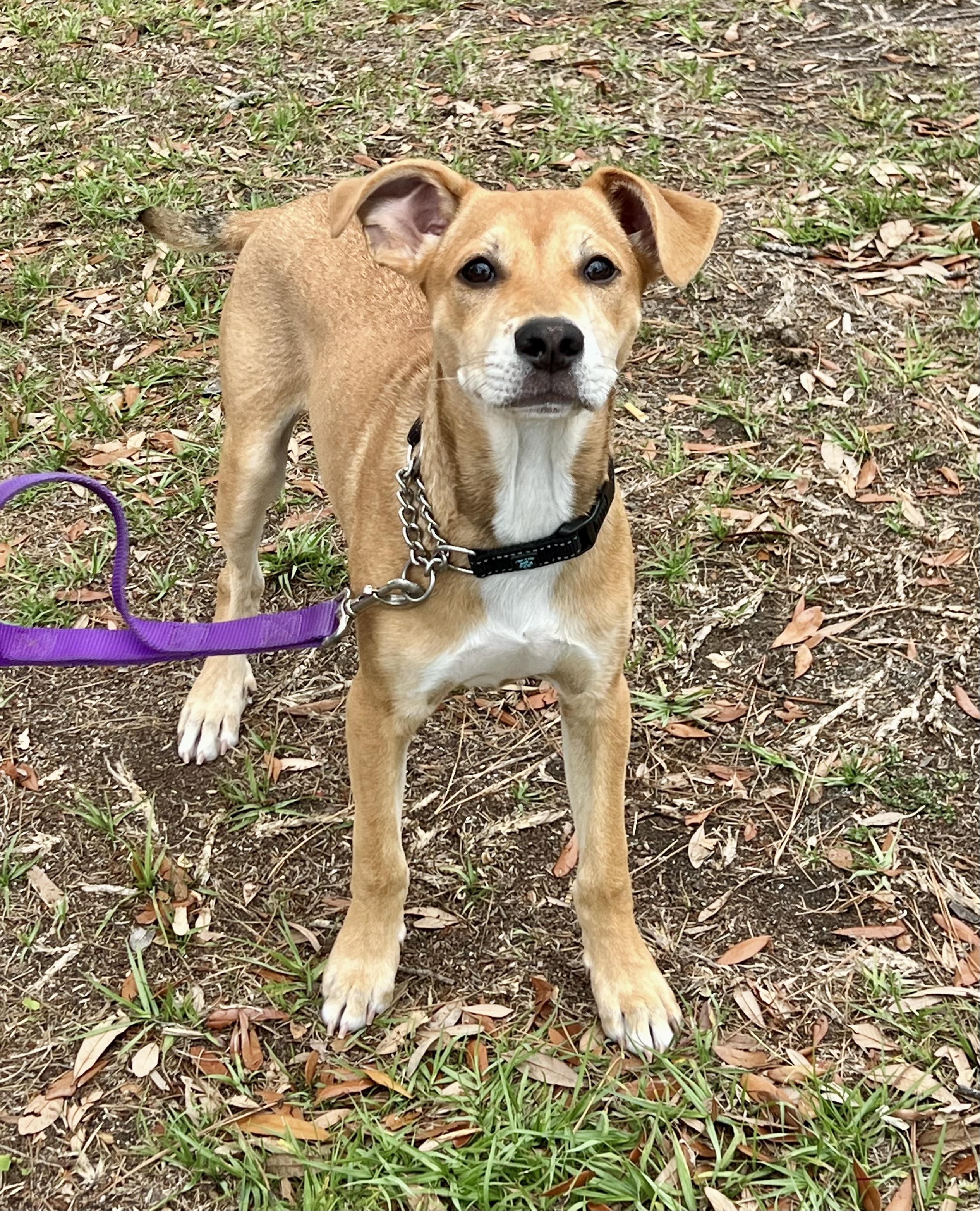 Enlarge Leo, an adoptable mixed breed in Mt Pleasant, SC image 3/6