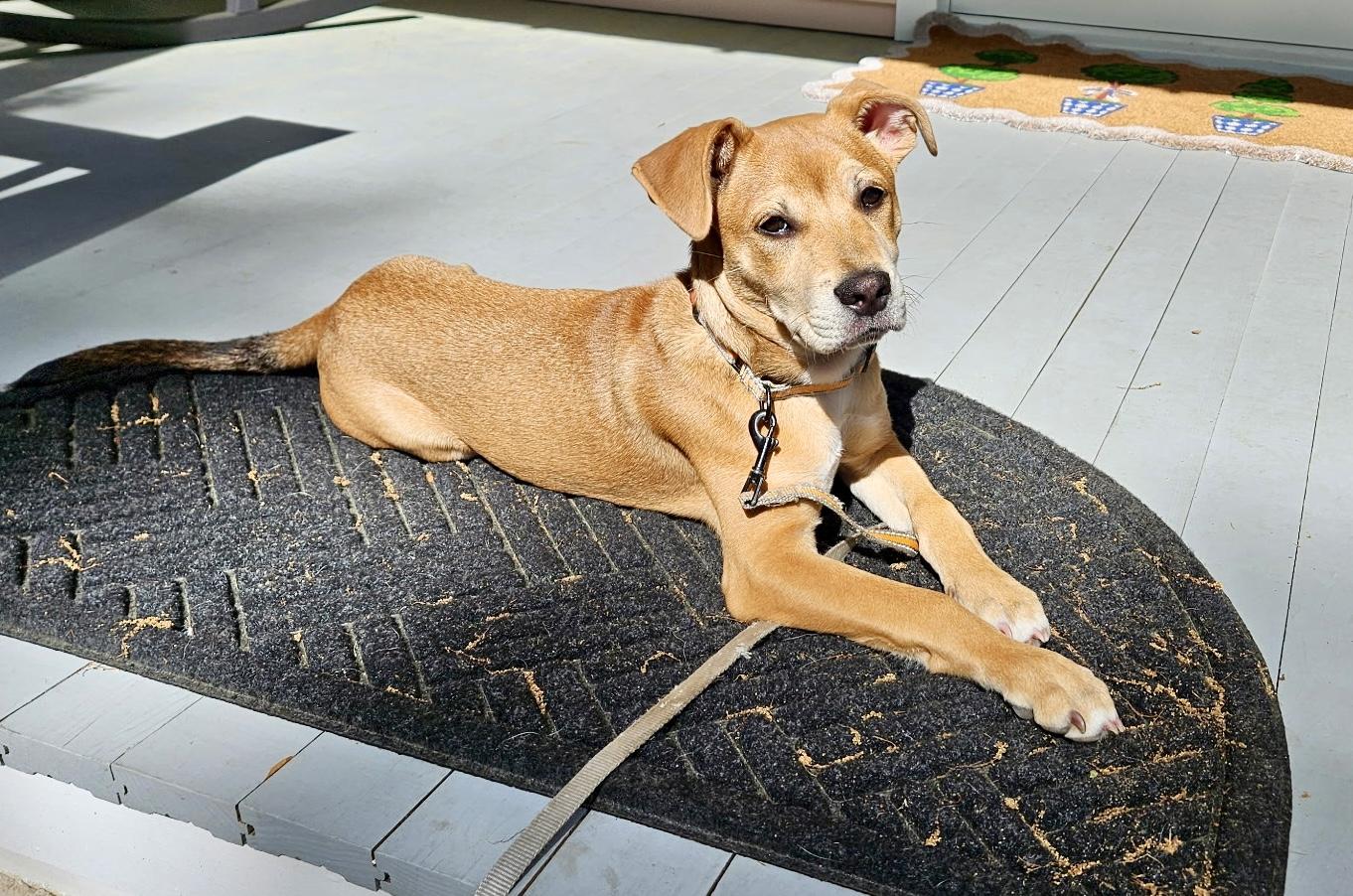 Enlarge Leo, an adoptable mixed breed in Mt Pleasant, SC image 5/6