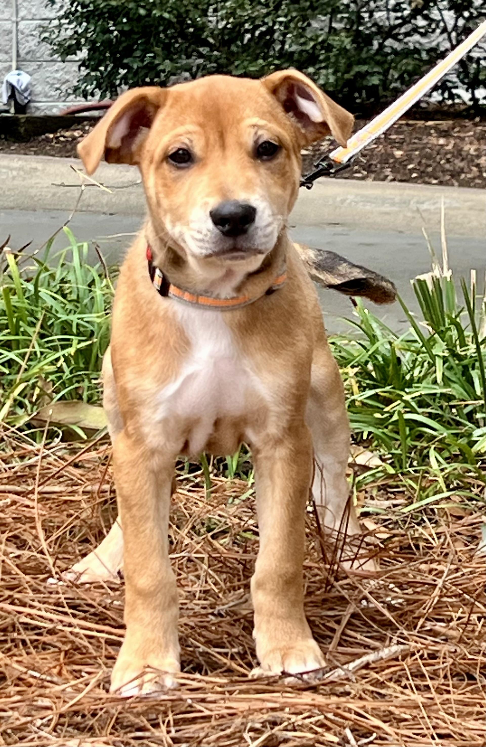 Enlarge Leo, an adoptable mixed breed in Mt Pleasant, SC image 5/6