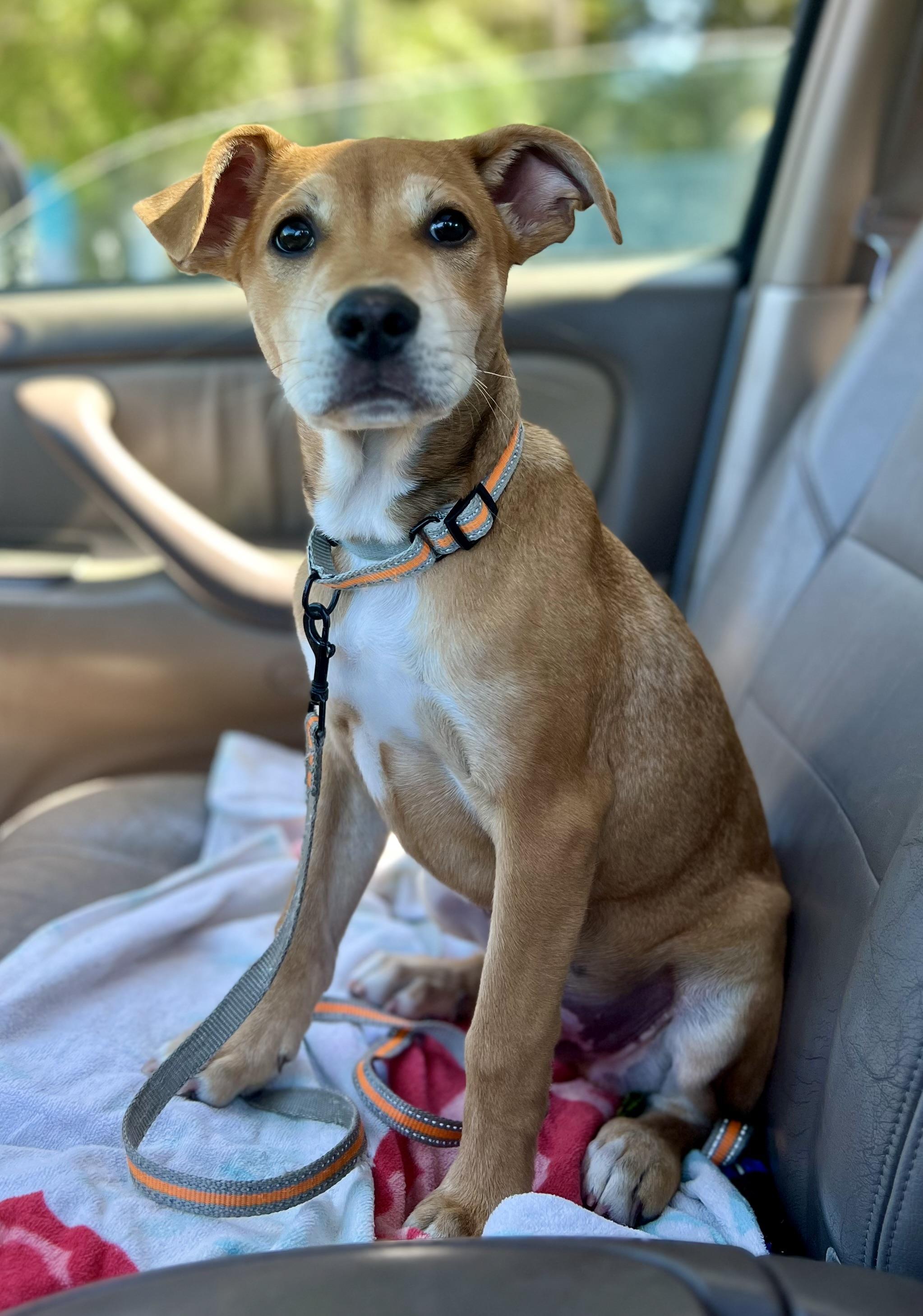 Enlarge Leo, an adoptable mixed breed in Mt Pleasant, SC image 3/6