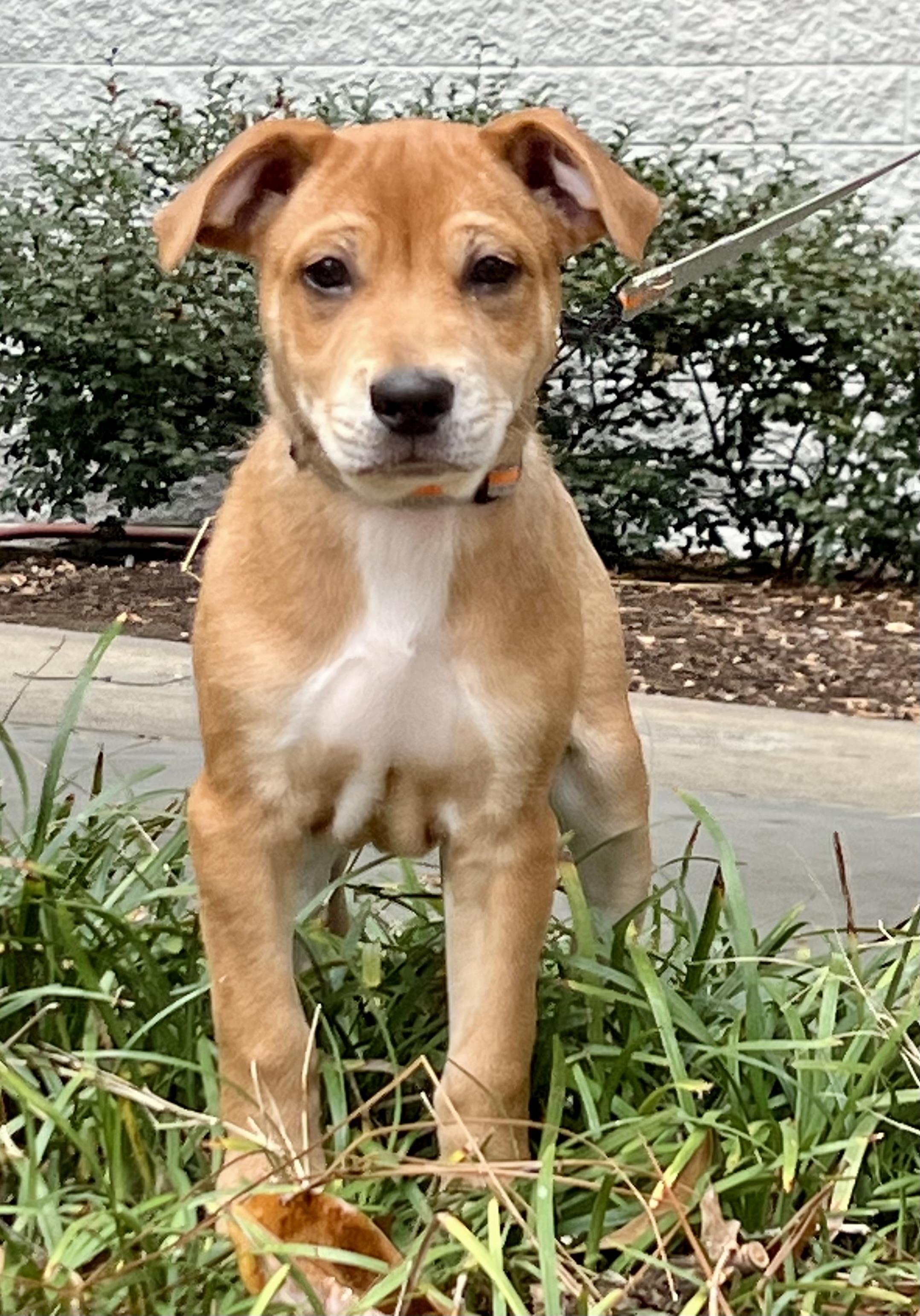 Leo, adoptable, Puppy Male Mixed Breed.