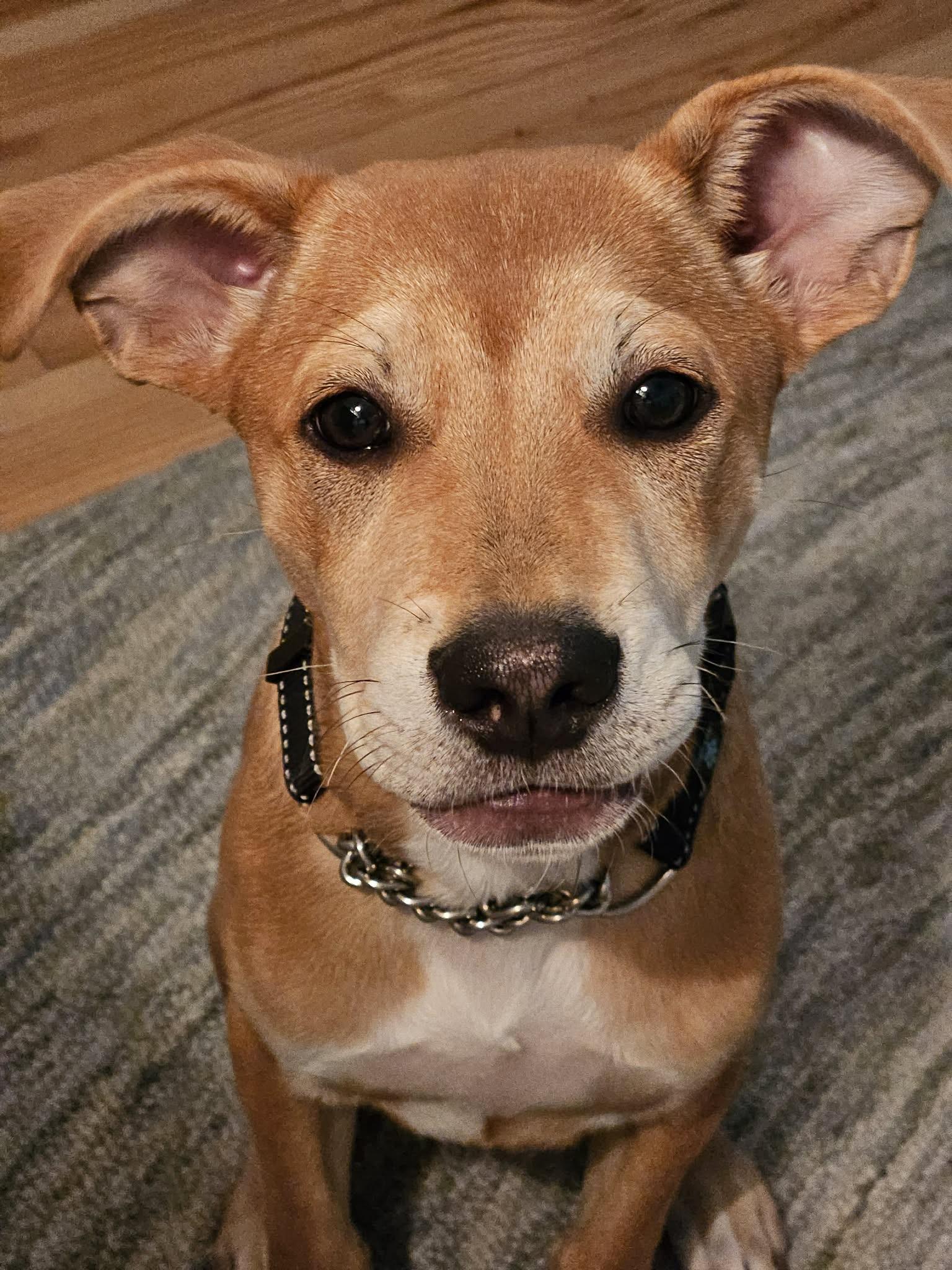 Enlarge Leo, an adoptable mixed breed in Mt Pleasant, SC image 6/6