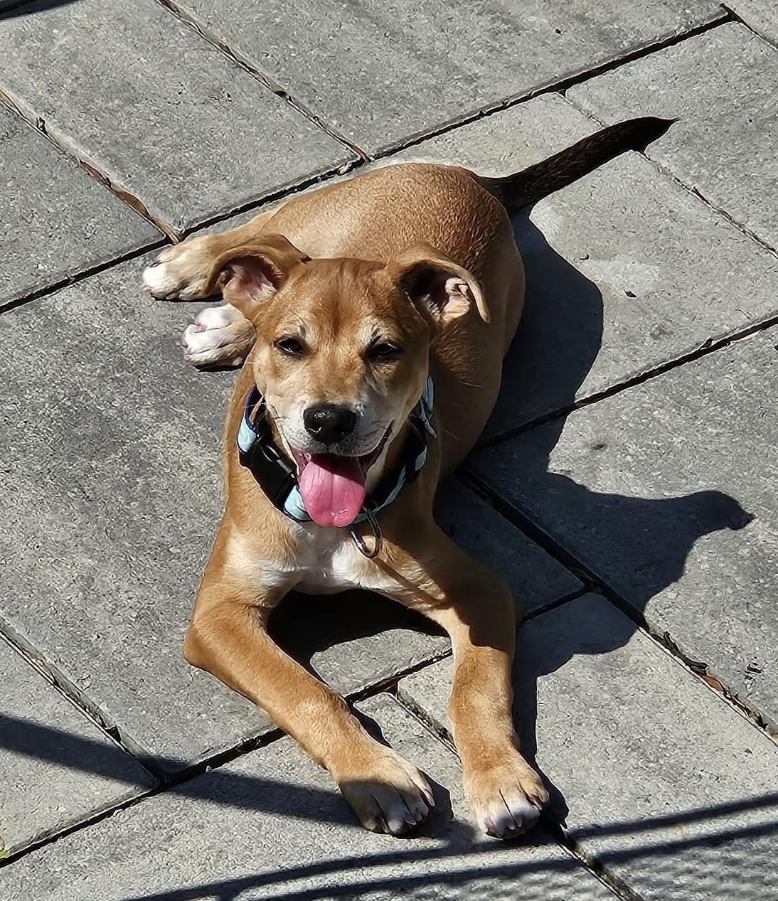 Enlarge Leo, an adoptable mixed breed in Mt Pleasant, SC image 2/6