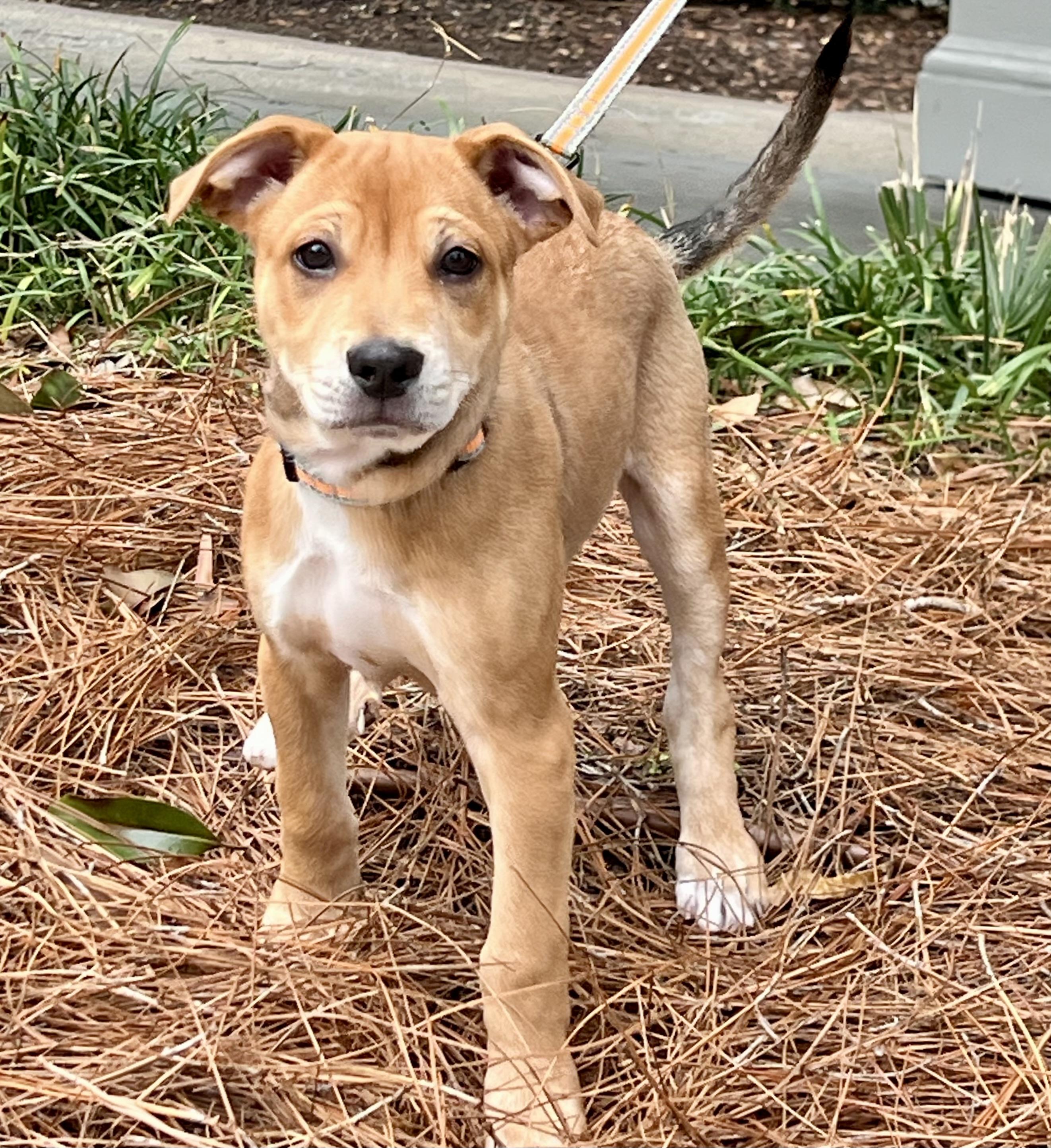 Enlarge Leo, an adoptable mixed breed in Mt Pleasant, SC image 6/6