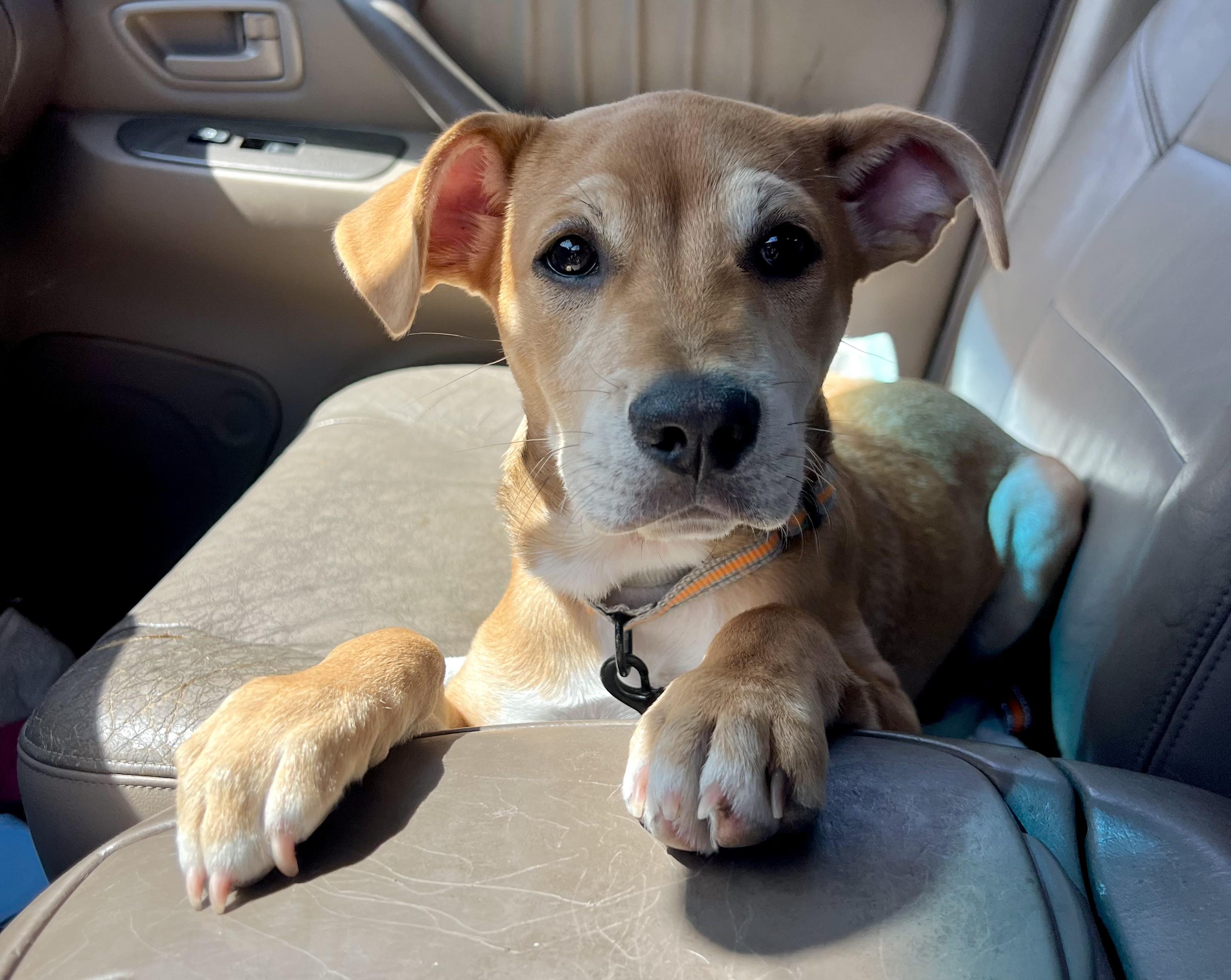 Enlarge Leo, an adoptable mixed breed in Mt Pleasant, SC image 2/6