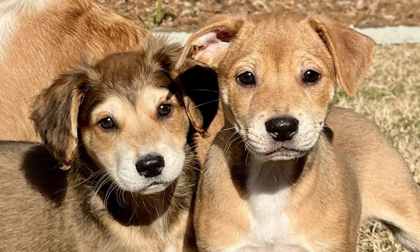 Enlarge Leo, an adoptable mixed breed in Mt Pleasant, SC image 5/5